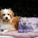 Hundeschild Schild Hund Birte Scheel Aludibond rosegold IMG_4650 verkleinert homepage
