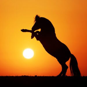 Pferdefotografin Birte Scheel steigendes Pferd Sonnenuntergang IMG_6066 ohne Mensch homepage