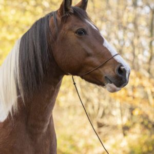 Fotografenhalfter langes ca. 4 Meter Seil für Pferde Uni-Size verschiedene Farben, kein Verrutschen ins Auge, leicht zu retuschieren!