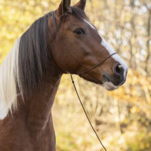 Fotografenhalfter langes ca. 4 – 5 Meter langes Seil für Pferde Uni-Size verschiedene Farben, kein Verrutschen ins Auge, leicht zu retuschieren!