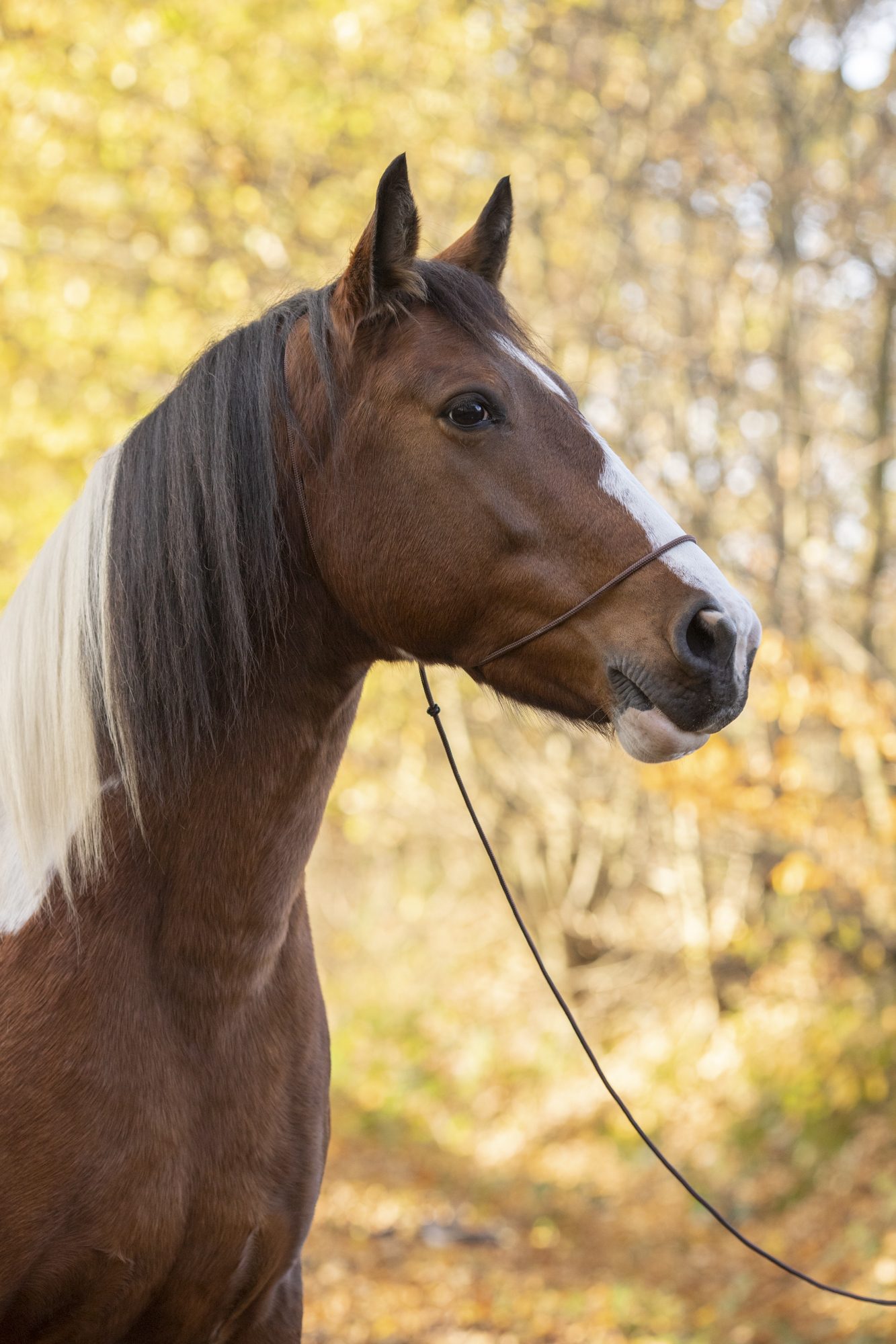 Fotografenhalfter langes ca. 4 Meter Seil für Pferde Uni-Size verschiedene Farben, kein Verrutschen ins Auge, leicht zu retuschieren!