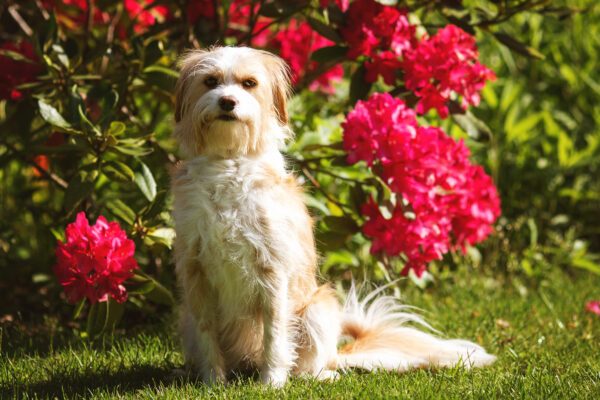Fotografenleine für Hunde inkl. längerer Leine in Uni-Size verschiedene Farben, kein Verrutschen, keine Gefahr von Schnürung, sehr dünn und leicht zu retuschieren! – Bild 8