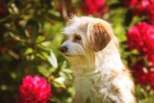 Fotografenleine für Hunde inkl. längerer Leine in Uni-Size verschiedene Farben, kein Verrutschen, keine Gefahr von Schnürung, sehr dünn und leicht zu retuschieren! – Bild 7