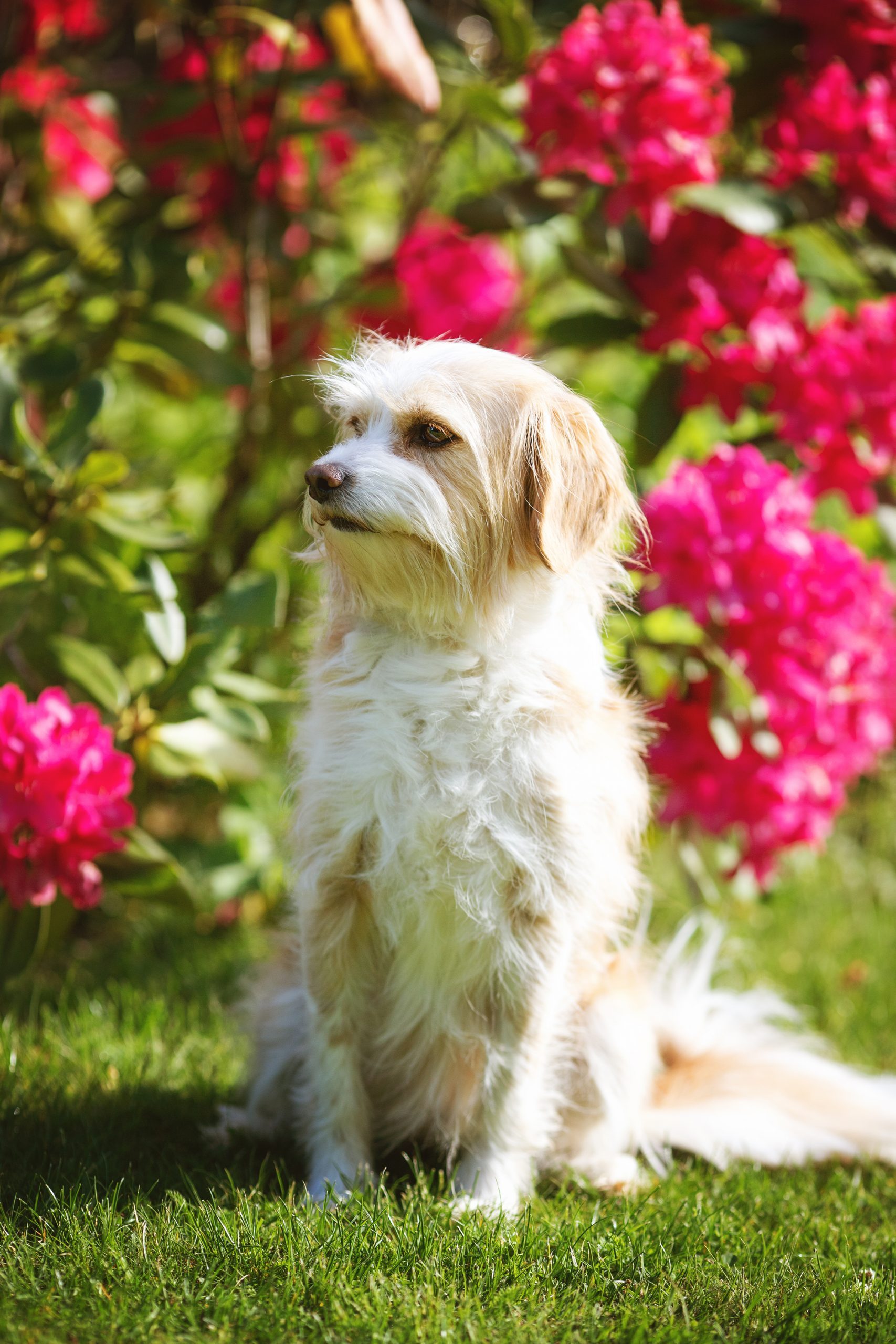 Birte Scheel Hundefotografin Norddeutschland Shootingleine Hund 03 shop