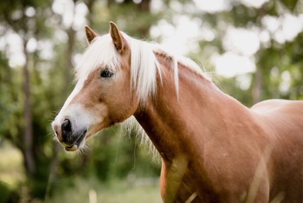 Fotografenhalfter weiß mit langem ca. 4 Meter Seil für Pferde Uni-Size verschiedene Farben, kein Verrutschen ins Auge, leicht zu retuschieren! – Bild 15