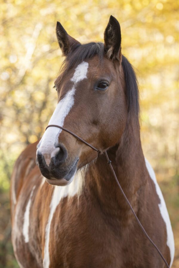 Fotografenhalfter weiß mit langem ca. 4 Meter Seil für Pferde Uni-Size verschiedene Farben, kein Verrutschen ins Auge, leicht zu retuschieren! – Bild 26