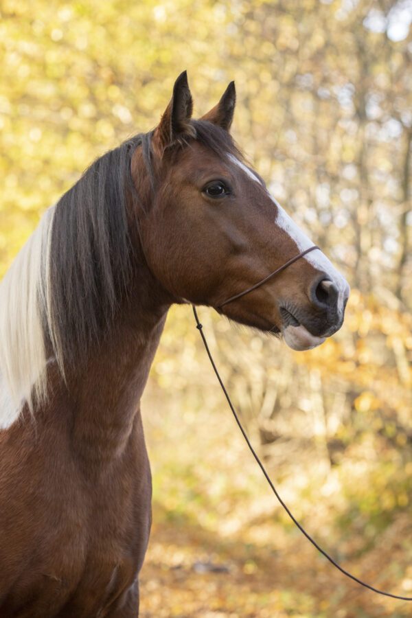 Fotografenhalfter weiß mit langem ca. 4 Meter Seil für Pferde Uni-Size verschiedene Farben, kein Verrutschen ins Auge, leicht zu retuschieren! – Bild 27