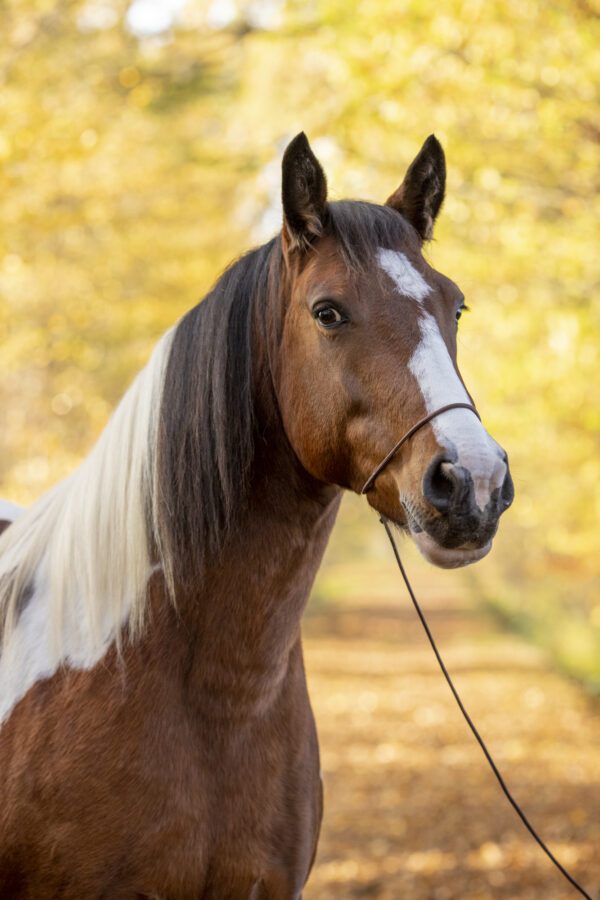 Fotografenhalfter weiß mit langem ca. 4 Meter Seil für Pferde Uni-Size verschiedene Farben, kein Verrutschen ins Auge, leicht zu retuschieren! – Bild 25