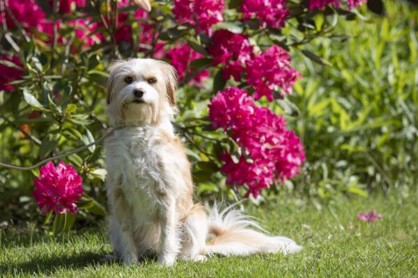 Fotografenleine für Hunde inkl. längerer Leine in Uni-Size verschiedene Farben, kein Verrutschen, keine Gefahr von Schnürung, sehr dünn und leicht zu retuschieren! – Bild 5