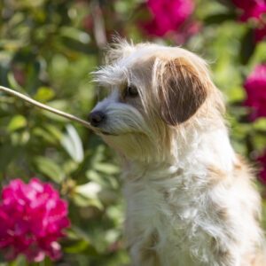 Fotografenleine für Hunde inkl. längerer Leine in Uni-Size verschiedene Farben, kein Verrutschen, keine Gefahr von Schnürung, sehr dünn und leicht zu retuschieren!
