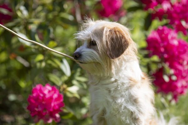 Fotografenleine für Hunde inkl. längerer Leine in Uni-Size verschiedene Farben, kein Verrutschen, keine Gefahr von Schnürung, sehr dünn und leicht zu retuschieren!