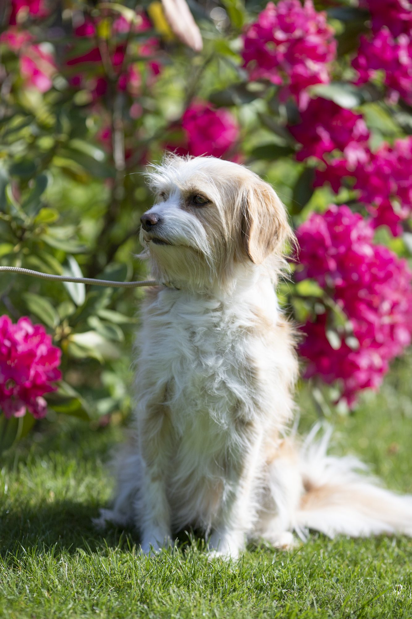 Zauberseelen Fotografie Birte Scheel Zauberseelen Shop Shootingleine Hunde-3093